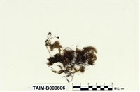 藏品(異貓尾苔)的圖片